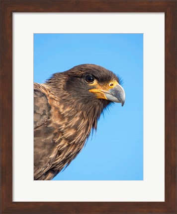 Framed Adult With Typical Yellow Skin In Face Striated Caracara Or Johnny Rook, Falkland Islands Print
