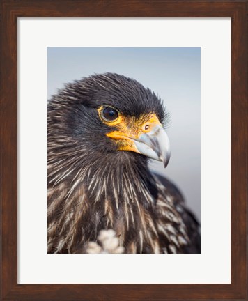 Framed Adult Striated Caracara, Protected, Endemic To The Falkland Islands Print