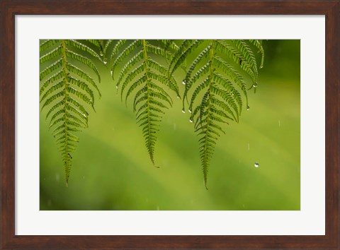 Framed Costa Rica, Sarapique River Valley Fern In Rain Print