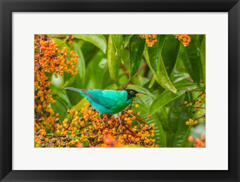 Framed Costa Rica, Arenal Green Honeycreeper And Berries Print