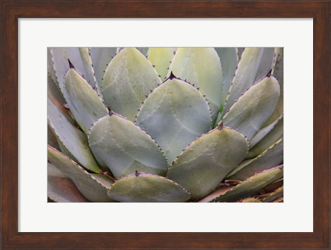 Framed Parry&#39;s Agave Or Mescal Agave Print