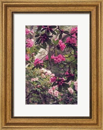 Framed Rhododendrons Print