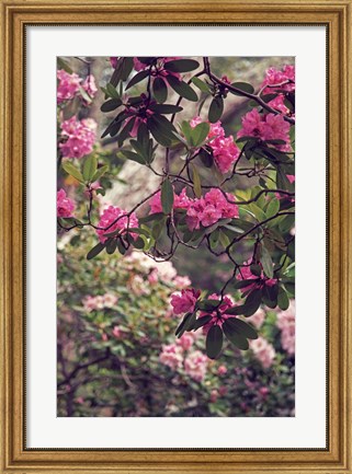 Framed Rhododendrons Print