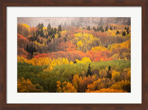 Framed Colorado, Gunnison National Forest, Forest In Autumn Colors Print
