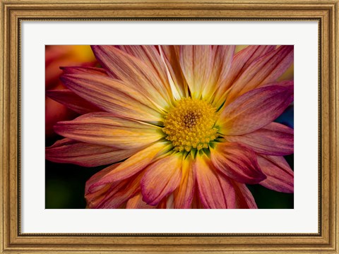 Framed Colorado, Fort Collins, Daisy Flower Close-Up 1 Print