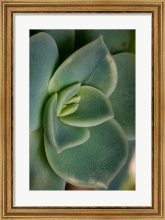 Framed Colorado, Fort Collins, Leatherpetal Succulent Close-Up Print