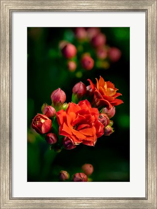 Framed Colorado, Fort Collins, Kalanchoe Flowers Close-Up Print