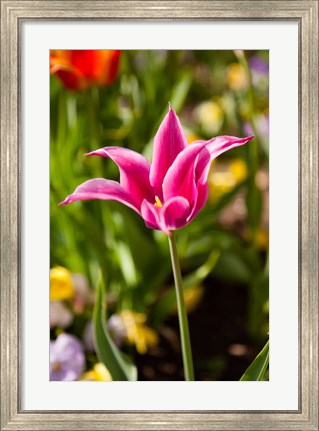 Framed Spring Flowers On Pearl Street, Boulder, Colorado Print