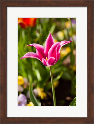 Framed Spring Flowers On Pearl Street, Boulder, Colorado Print