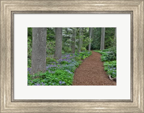 Framed Mt, Cuba Center, Hockessin, Delaware, Along The Woods Path Rimmed By Wildflowers Print