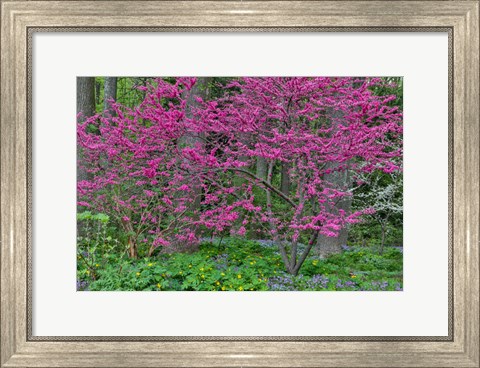 Framed Redbud Tree In Full Bloom, Mt, Cuba Center, Hockessin, Delaware Print