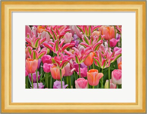 Framed Tulips In Planters, Formal Garden, Mt, Cuba Center, Hockessin, Delaware Print