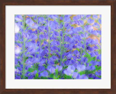 Framed Blue Wild Indigo, Baptisia Australis, A Native American Wildflower Print