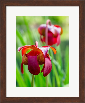 Framed Delaware, The Red Flower Of The Pitcher Plant (Sarracenia Rubra), A Carnivorous Plant Print