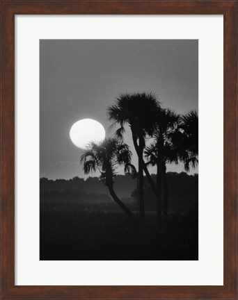 Framed Palm Trees And Sunrise, Florida Print