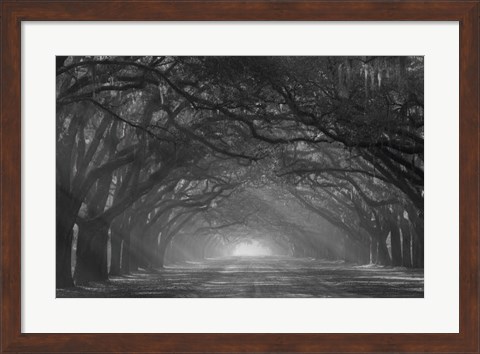 Framed Georgia, Savannah, Wormsloe Plantation Drive In The Early Morning With Rays Of The Sun Print