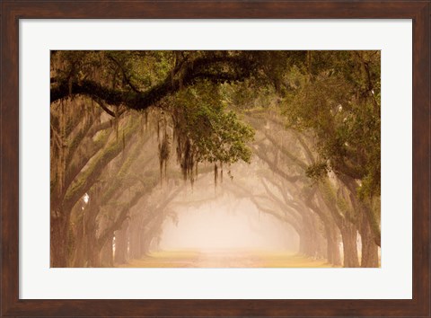 Framed Georgia, Savannah, Wormsloe Plantation Drive In The Early Morning Fog Print