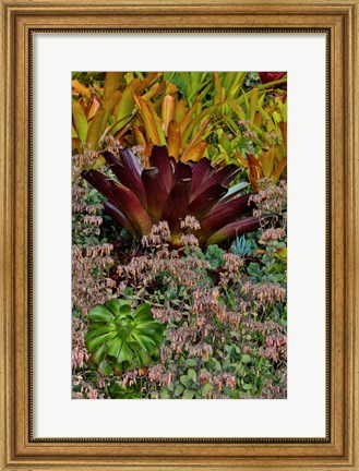 Framed Bromeliad Planting On Hillside, Upcountry, Maui, Hawaii Print