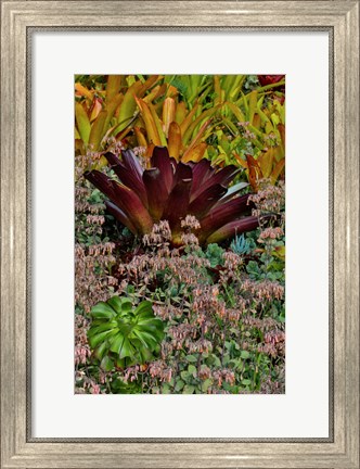 Framed Bromeliad Planting On Hillside, Upcountry, Maui, Hawaii Print