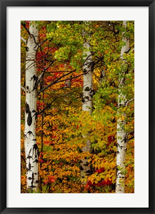 Framed Fall Color On The Keweenaw Peninsula, Michigan Print