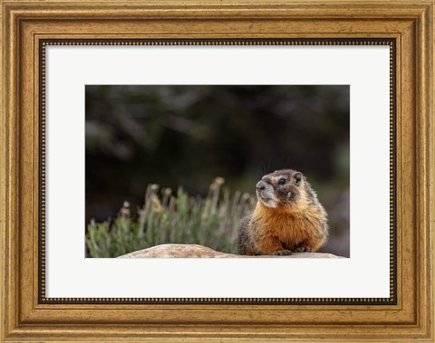 Framed Yellow Bellied Marmot In Great Basin National Park, Nevada Print