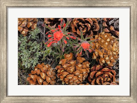 Framed Indian Paintbrush And Pine Cones In Great Basin National Park, Nevada Print