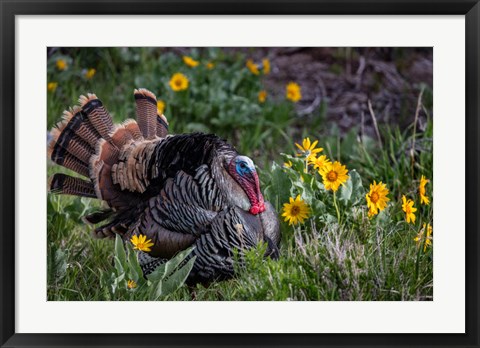 Framed Tom Turkey In Breeding Plumage In Great Basin National Park, Nevada Print