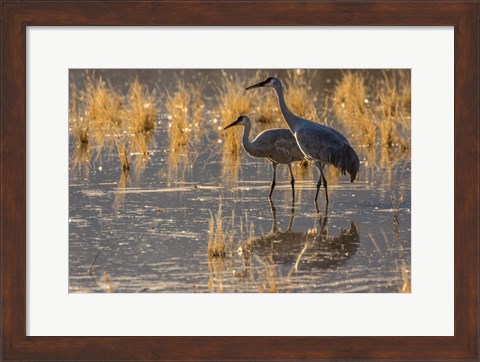 Framed Sandhill Cranes In Water Print