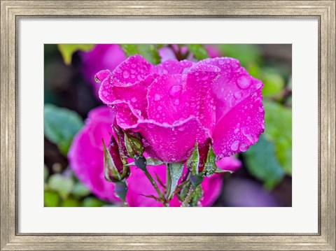 Framed Rose With Dew Drops After Rain, Shore Acres State Park, Oregon Print