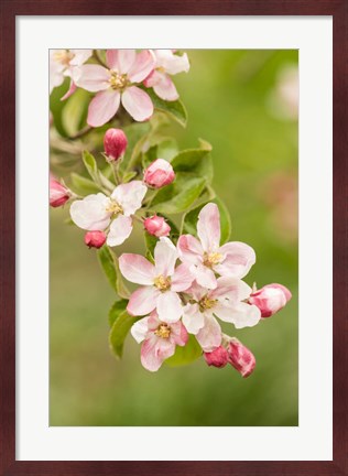 Framed Hood River, Oregon, Close-Up Of Apple Blossoms Print