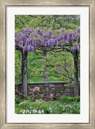 Framed Wisteria In Full Bloom On Trellis Chanticleer Garden, Pennsylvania Print