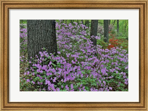 Framed Azaleas In Bloom, Jenkins Arboretum And Garden, Pennsylvania Print