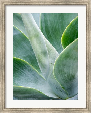 Framed Close-Up Of The Tropical Agave Plant Print