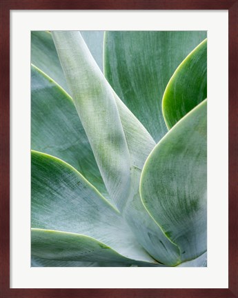 Framed Close-Up Of The Tropical Agave Plant Print
