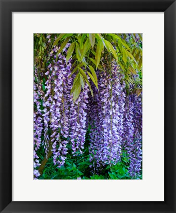 Framed Purple Wisteria Blossoms Hanging From A Trellis Print