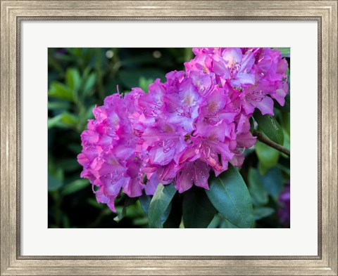 Framed Large Pink Rhododendron Blossoms In A Garden Print