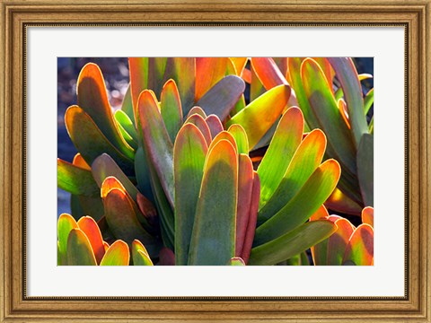 Framed Succulents II Print