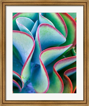 Framed Succulent VII Print