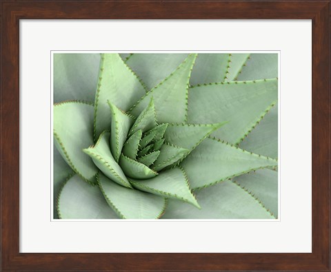 Framed Pointed Cactus Print