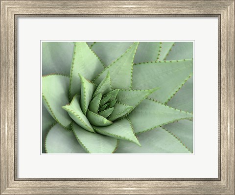 Framed Pointed Cactus Print