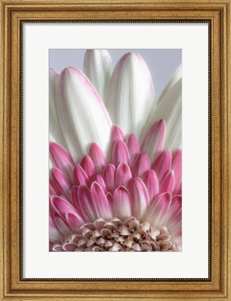 Framed Gerbera Daisy Flower Close-Up Print