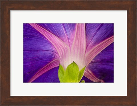 Framed Neon Colors Of Morning Glory Print