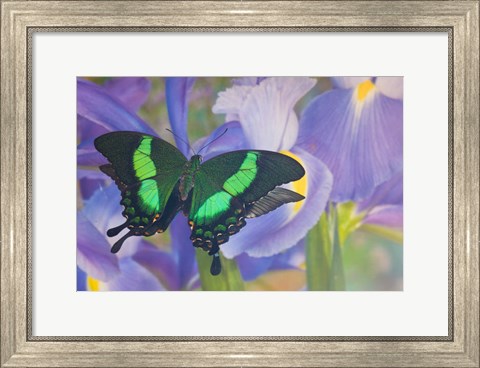 Framed Green Swallowtail Butterfly, Papilio Palinurus Daedalus, In Reflection With Dutch Iris Print