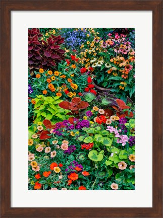 Framed Garden In Full Bloom, Sammamish, Washington State Print