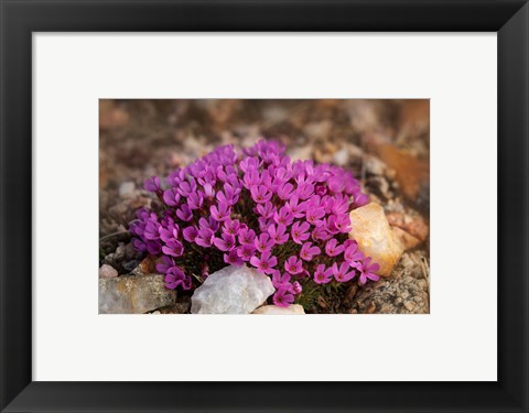 Framed Wyoming, Beartooth Mountains Moss Campion Wildflower Close-Up Print