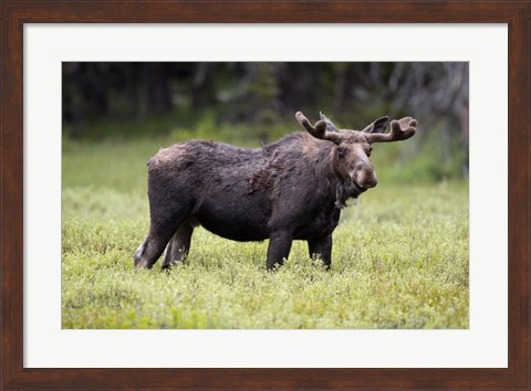 Framed Wyoming, Yellowstone National Park Bull Moose With Velvet Antlers Print