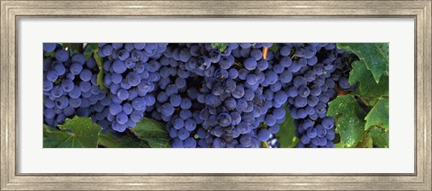 Framed Grapes On The Vine, Napa, California Print