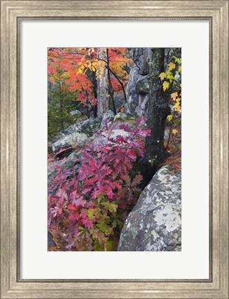 Framed Autumn Color Foliage And Boulders Along Saint Louis River, Minnesota. Print