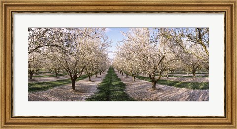 Framed Almond Trees In An Orchard, Central Valley, California Print