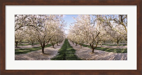 Framed Almond Trees In An Orchard, Central Valley, California Print